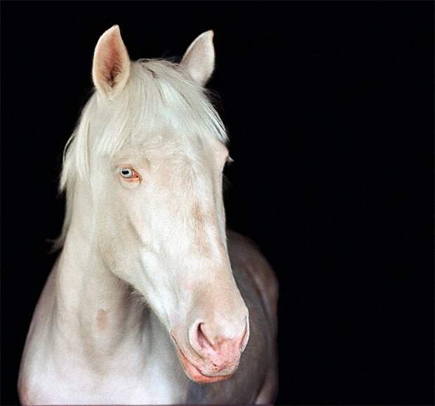 8-Лошадь-частичный альбинос