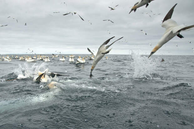 gannets14 Как олуши ловят рыбу у берегов Шетландских островов