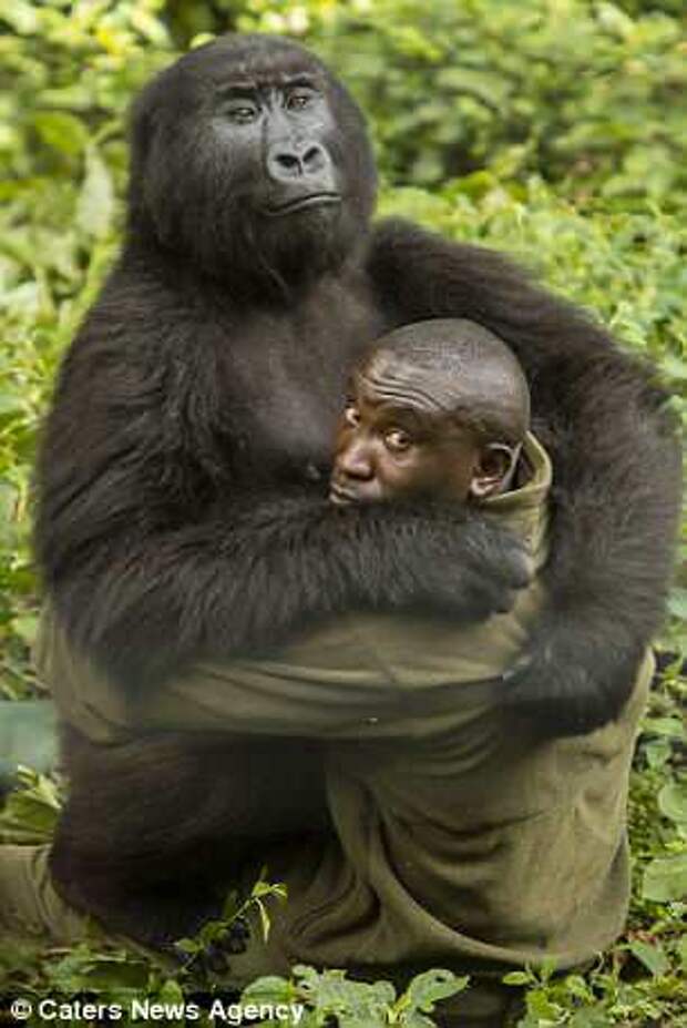 James Gifford, 41, caught the touching moment zoo keeper André Bauma, who works at Virunga National Park