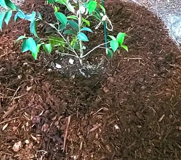 Сосновая кора под перцы и томаты. Никаких проблем у Вас больше не будет. Вот как правильно её использовать