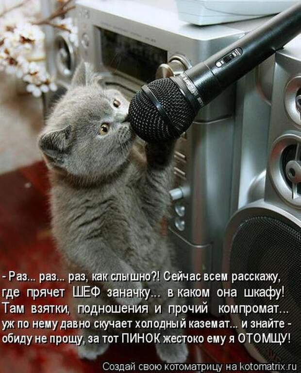 Лучшие котоматрицы недели (50 фото)