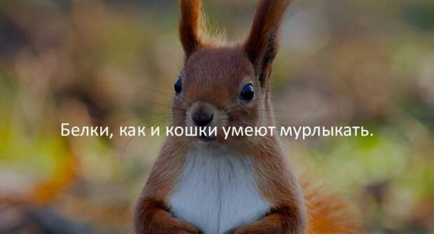 Занимательные факты Занимательные факты интересно, любопытно, факты