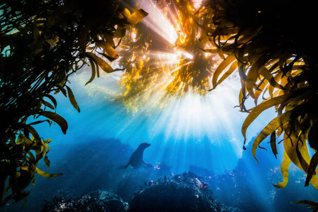 Лучшие фотографии с конкурса Nature Conservancy