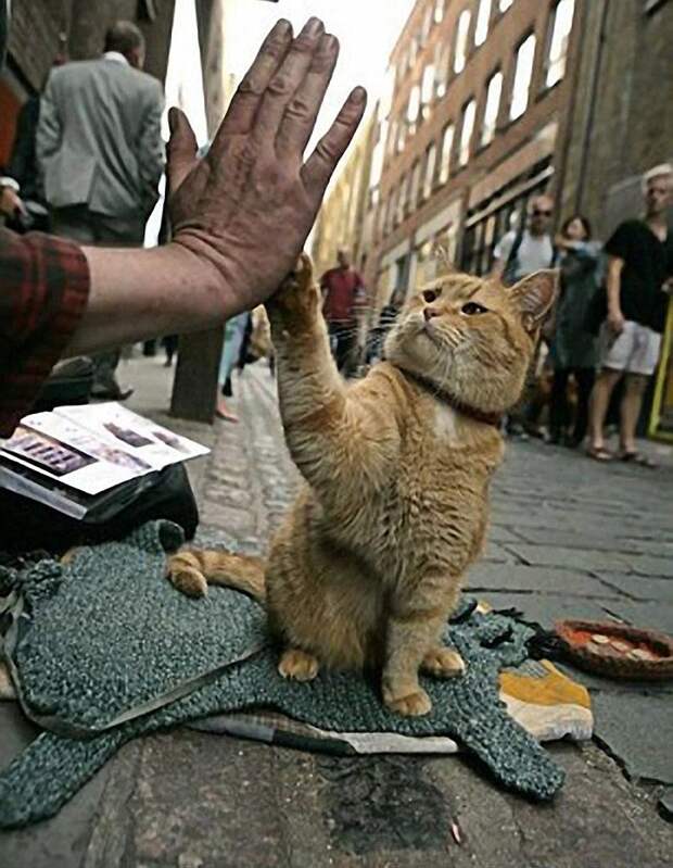 Bobthecat28 Рыжий кот Боб