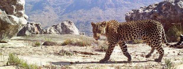 Переднеазиатский леопард. Исчезающий вид. Описание
