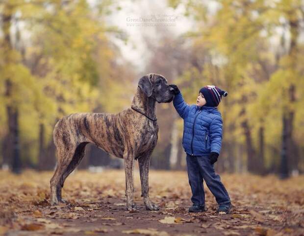 Дети и большие собаки в фотографиях Андрея Селиверстова дети, животные, собаки