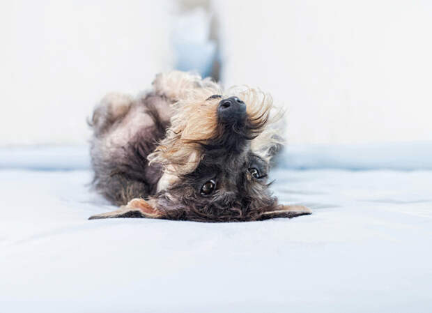 Лапы вверх: 13 фотографий весёлых собак с необычного ракурса