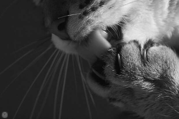 Кошки в чёрно-белых тонах 5