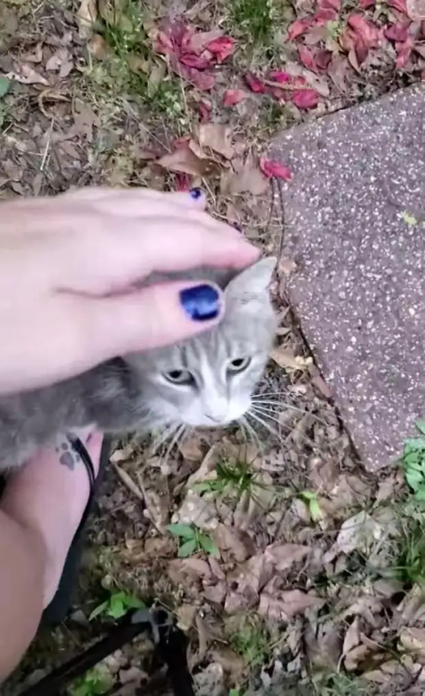 Женщина попросила кормящую кошку привести своих котят, чтобы о них позаботиться