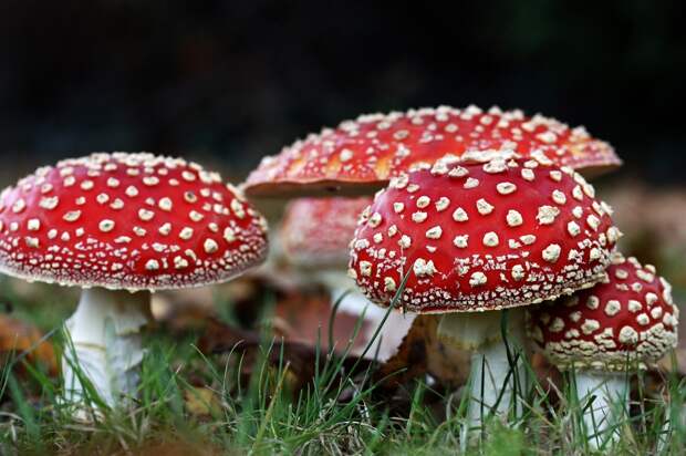 Двое пензенценцев продавали БАДы с мухоморами, посрадали люди