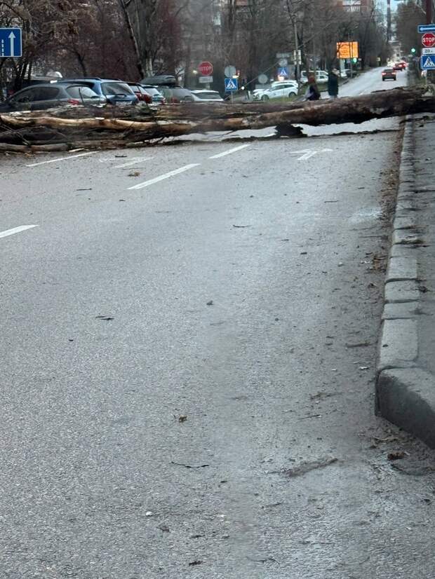 Челюскинцев перед Ильича упало дерево, проезд затруднен