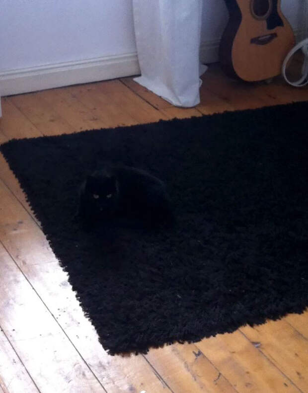 find-hidden-cat-camouflage-hide-and-seek-catouflage-102-5835be226b938__605