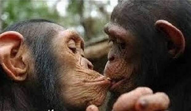 chimps_kissing