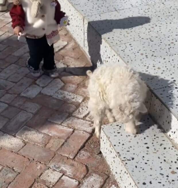 Оскар этому парню: в Китае ягненок придумал верную стратегию, чтобы его не купили