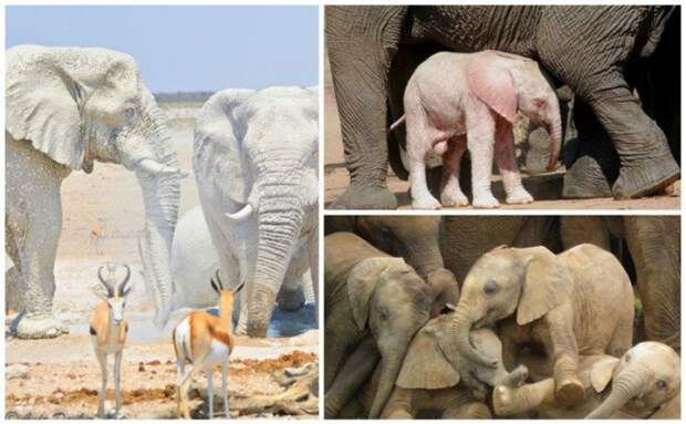 Слон — очень аккуратный зверь, ты слухам про него не верь