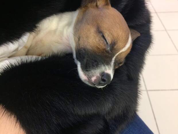 Что это за зверь???Кот в шоке от нового члена семьи!!)