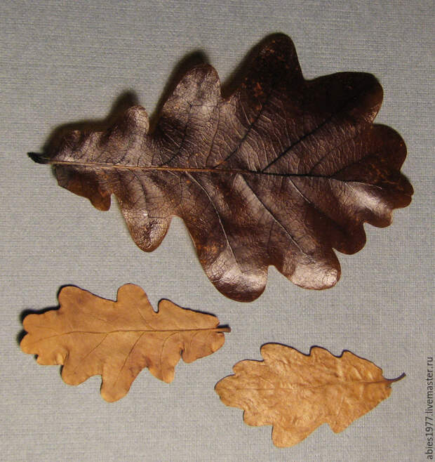 листья, preserved leaves, zamia