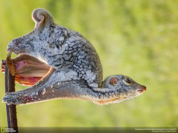 Лучшие фотографии National Geographic 2014 лучшие, природа, фото