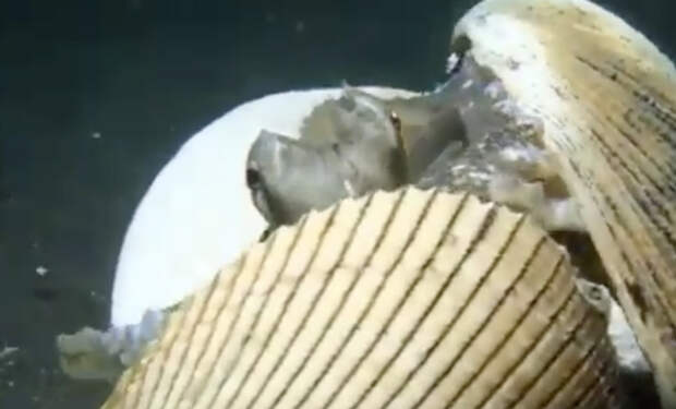 Осьминог увидел под водой дайвера, взял со дна несколько ракушек и сделал из них защиту: видео