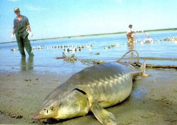 Рыба калуга — амурский гигант