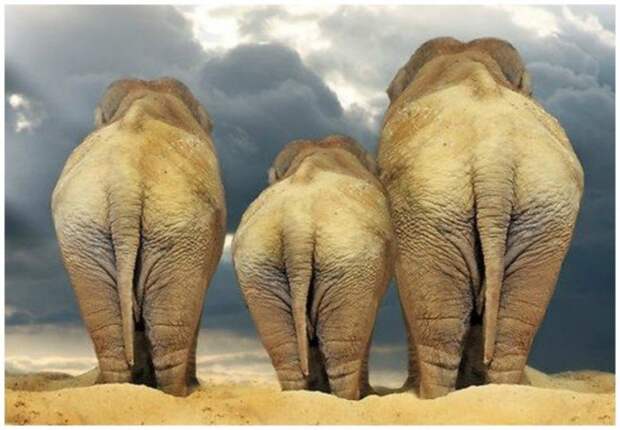 Слон — очень аккуратный зверь, ты слухам про него не верь