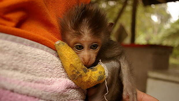 animals-in-tiny-casts-5