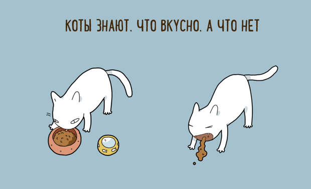 10 шуточных причин, по которым стоит завести себе кота