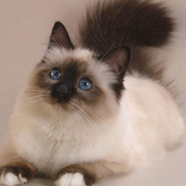 Как сушить кошку?