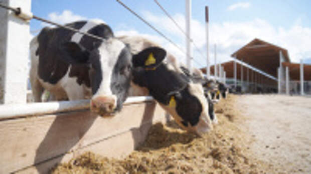 В Ивановской области почти на 15% выросло производство  молочной продукции