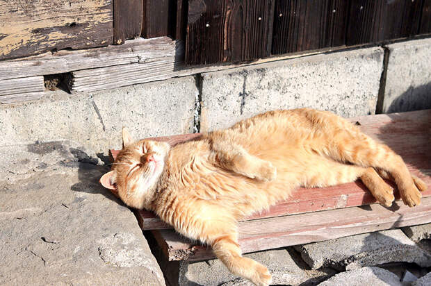 кошачий остров в Японии 