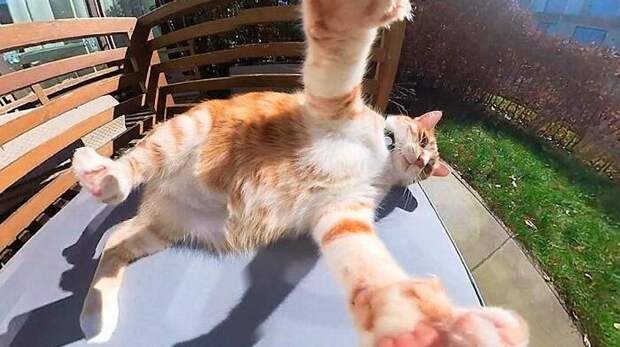 Самые смешные фото котов, которые мечтают о работе клоуна, выпуск 2