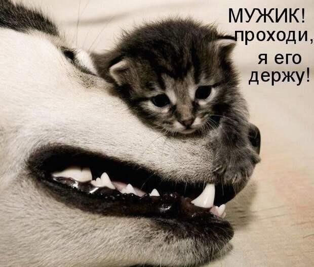 Подборка фотоприколов