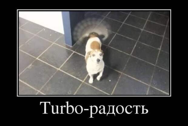 Новогодняя минутка юмора Новогодняя минутка юмора