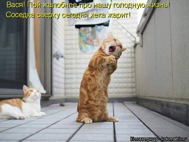 Лучшие котоматрицы недели Лучшие котоматрицы недели