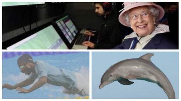 Дания дельфины 2020. Дельфин Стерлинг: сеть взорвалась мемами после матча Англии и Дании