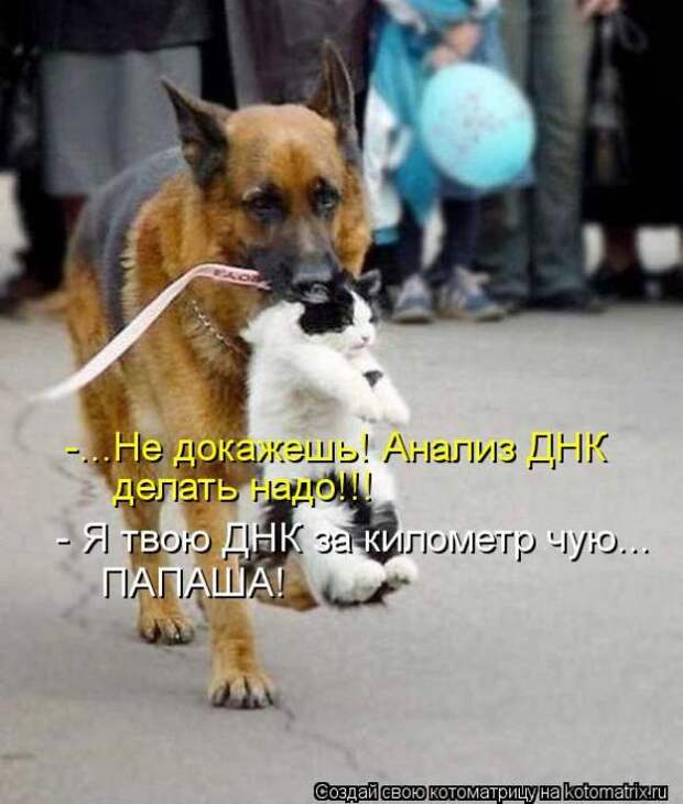 Котоматрицы(картинки с надписями)