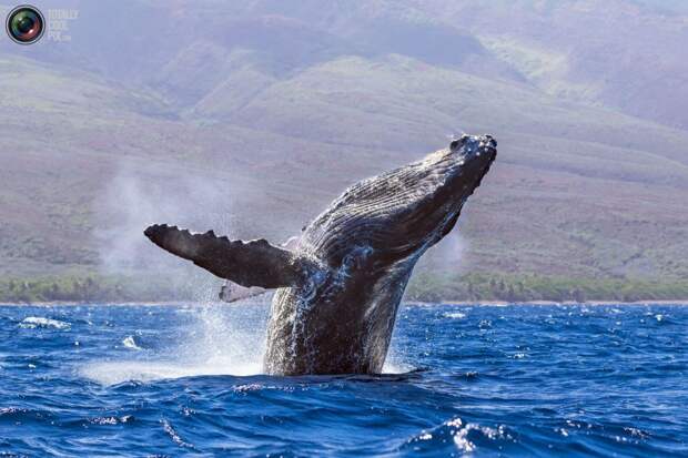 Всемирный день защиты морских млекопитающих (День кита)