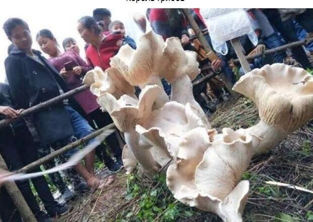 Король грибов