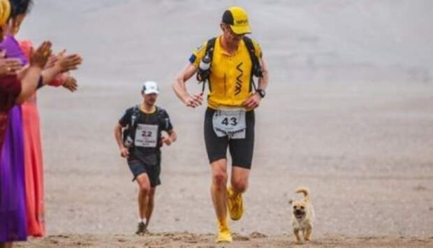 Этот пес пробежал 100 км и показал всему миру, что такое настоящая верность.