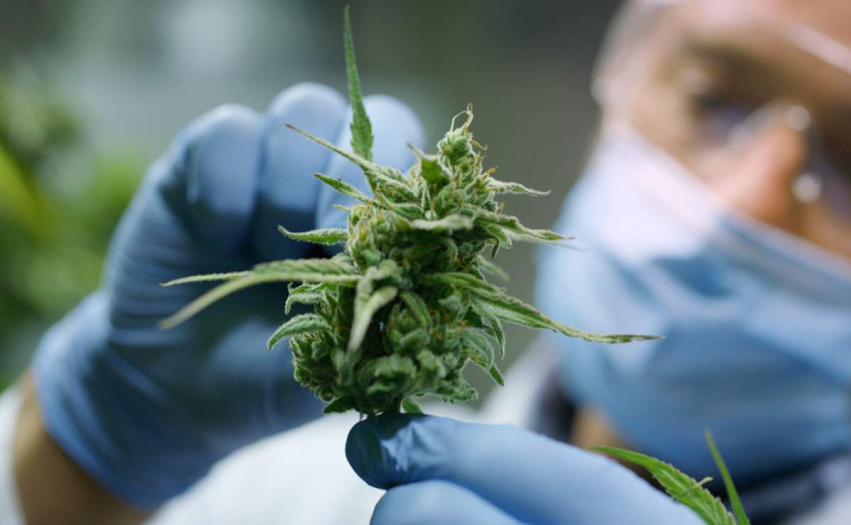 Cannabis lab