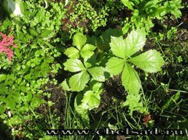 ФОТО Роджерсия конскокаштанолистная