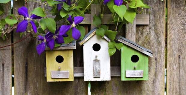 "Обрадуйте птиц" - Инструкции и советы по эффективной чистке скворечника