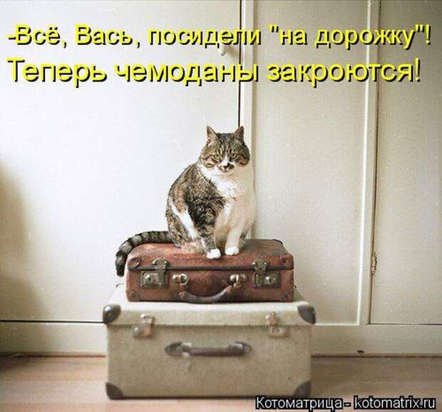 Лучшие котоматрицы недели (50 фото)