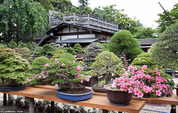 Кобаяси уже 30 лет взращивает деревья в миниатюре, а благодаря его усердию и заботе в музее Токио живет и процветает 1000-летний можжевельник бонсай, дерево, искусство