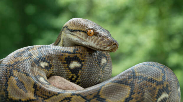 Трехметрового питона обнаружили грибники в лесу в Подмосковье