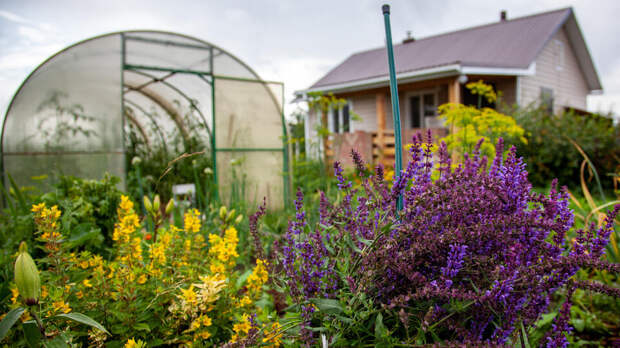 Юрист предупредил о тюремном сроке за выращивание шалфея предсказателей
