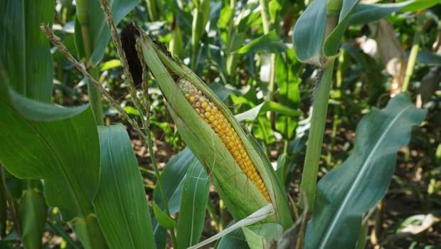 Кубанские аграрии перейдут на отечественные семена кукурузы