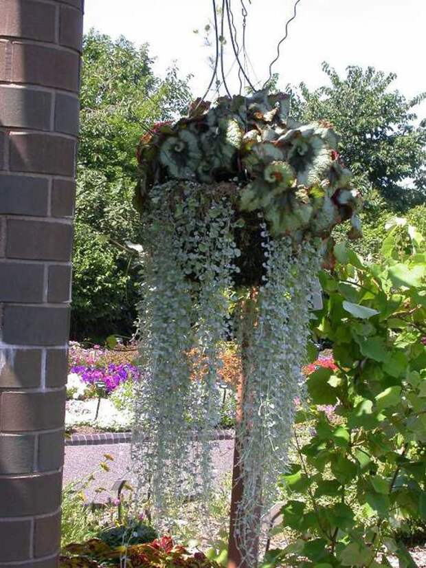 Dichondra argentea. Цветы дихондра изумрудный водопад. Дихондра серебристый водопад. Дихондра ампельная изумрудный водопад. Дихондра ползучая серебряный водопад.