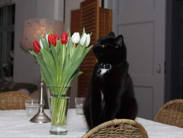 Этот кот вспомнил про день рождения своей подруги и собирается удивить ее романтическим ужином животные, коты, прикол