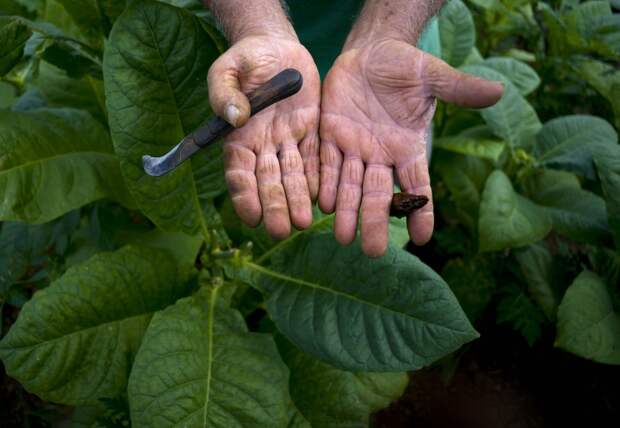 Табачный фермер Рауль Вальдес показывает свои руки, мозолистые от долгих лет работы на плантации.